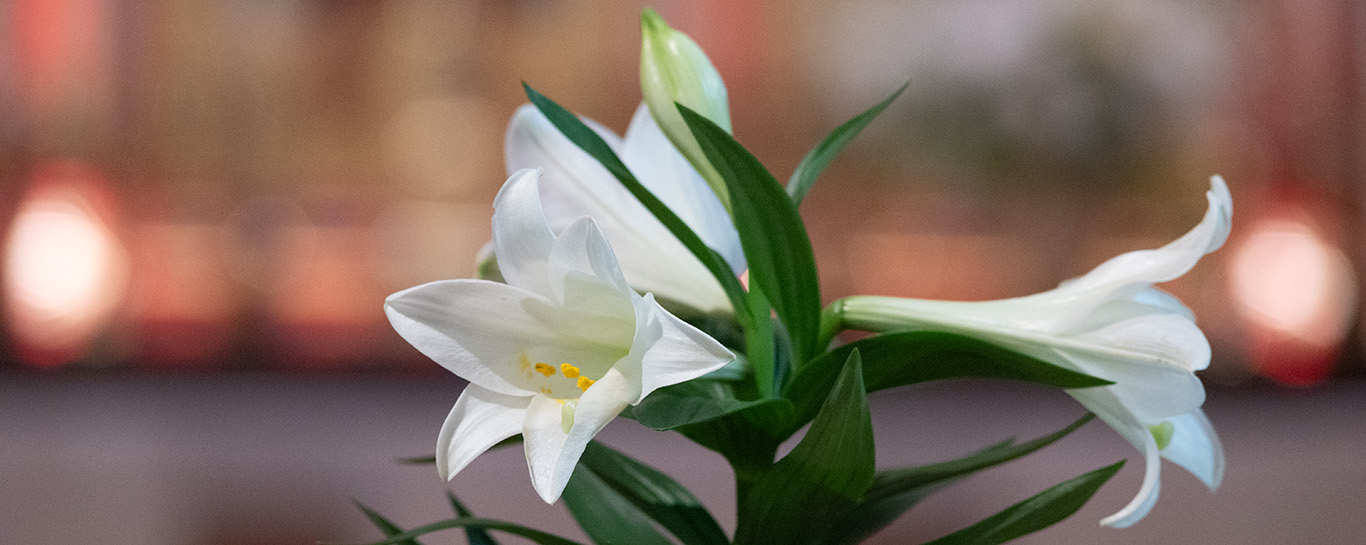 A lily on Easter morning with the altar in the background. 