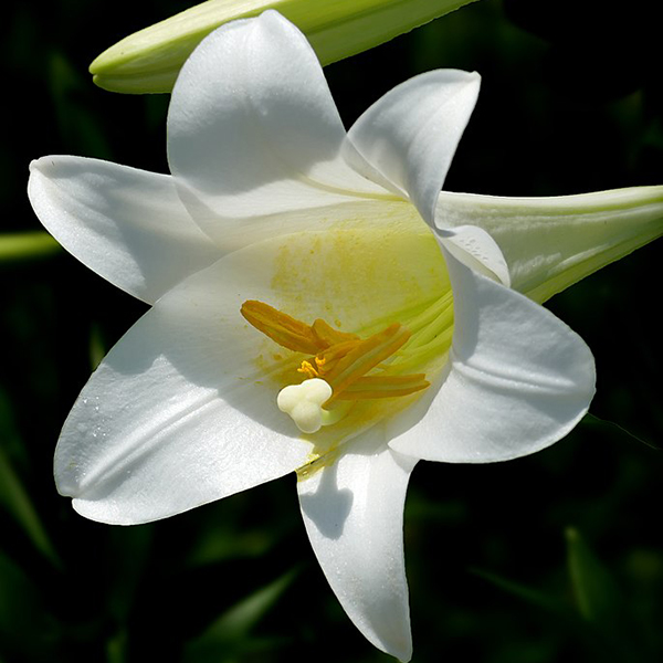 Easter lily